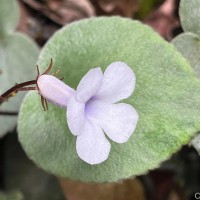 Henckelia zeylanica (R.Br.) A.Weber & B.L.Burtt